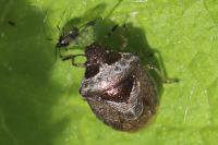 Stagonomus venustissimus