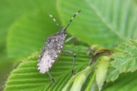 Rhaphigaster nebulosa