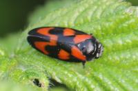 Cercopis vulnerata