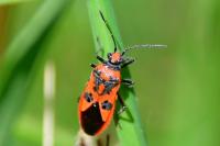 Corizus hyoscyami