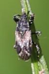 Taphropeltus