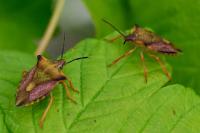 Carpocoris mediterraneus