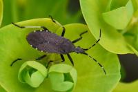 Dicranocephalus agilis