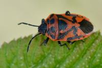 Eurydema ornata