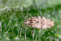 Tingis cardui