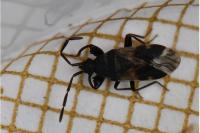 Taphropeltus contractus