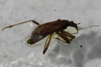 Himacerus mirmicoides