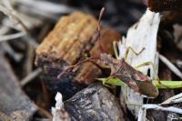 Gonocerus juniperi