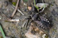 Coranus griseus