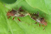 Rhopalus subrufus