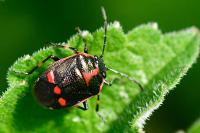 Eurydema oleracea