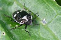 Eurydema oleracea
