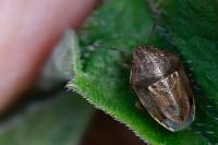 Neottiglossa leporina