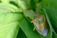 Piezodorus lituratus