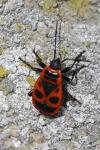 Pyrrhocoris apterus