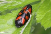 Cercopis vulnerata