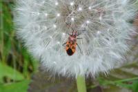 Corizus hyoscyami