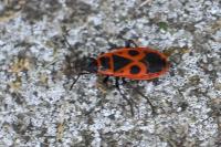 Pyrrhocoris apterus