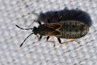 Ischnodemus sabuleti