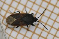 Drymus sylvaticus