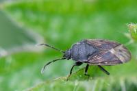 Drymus sylvaticus