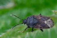 Drymus sylvaticus
