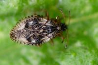 Dictyla humuli