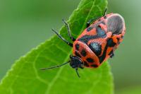 Eurydema ornata