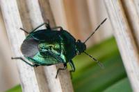 Zicrona caerulea