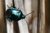 Zicrona caerulea