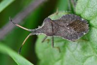 Enoplops scapha