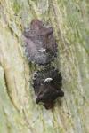 Dyroderes umbraculatus