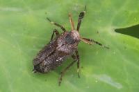 Asiraca clavicornis