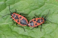 Pyrrhocoris apterus