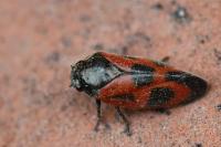 Haematoloma dorsata