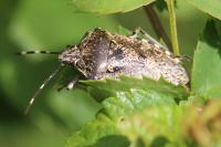 Rhaphigaster nebulosa