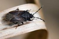 Drymus sylvaticus