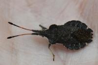 Enoplops scapha