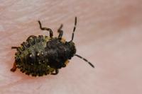 Pentatoma rufipes