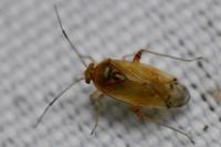 Pinalitus cervinus