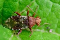 Rhopalus subrufus