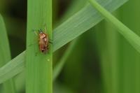 Harpocera thoracica