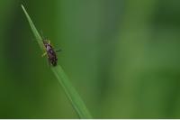 Harpocera thoracica