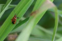 Corizus hyoscyami