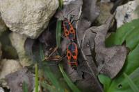 Pyrrhocoris apterus