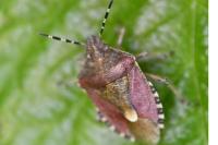 Dolycoris baccarum