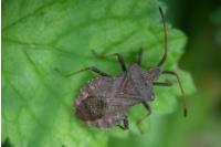Coreus marginatus