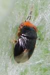 Geocoris erythrocephalus