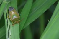 Piezodorus lituratus