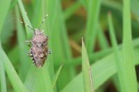 Rhaphigaster nebulosa